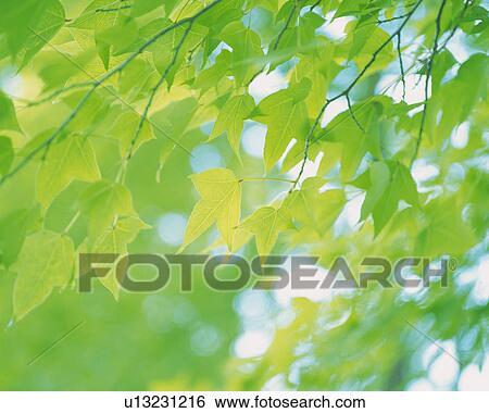 Stock Photograph -  Several Maple Leaves, Low Angle View, Differential Focus. Fotosearch