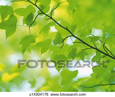 Stock Photograph -  Several Maple Leaves, Low Angle View, Differential Focus, Soft Focus. Fotosearch