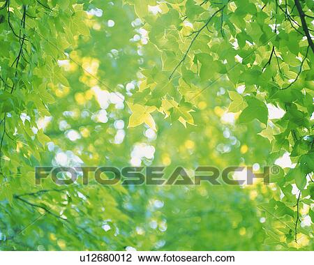 Stock Image -  Several Maple Leaves, the Sun Partly Shining Through, Low Angle View, Differential Focus. Fotosearch