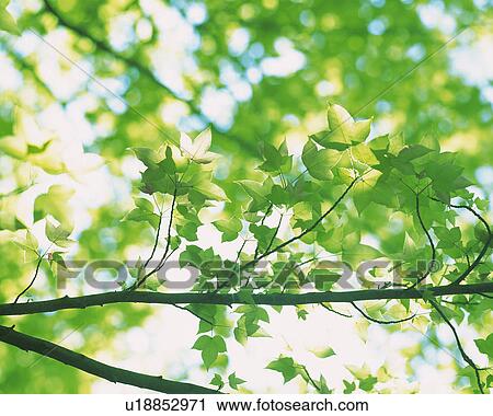Stock Image -  Several Maple Leaves, the Sun Partly Shining Through, Low Angle View, Differential Focus. Fotosearch