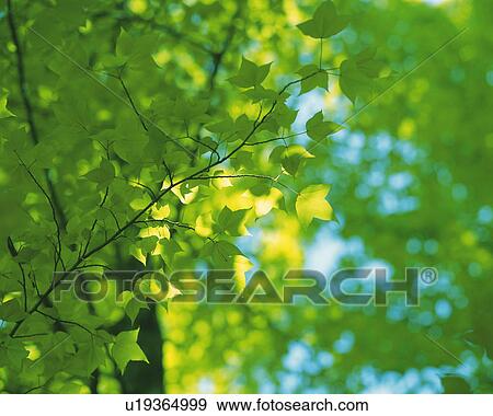 Stock Photo -  Several Maple Leaves, With the Sun Partly Shining on Them, Low Angle View, Differential Focus. Fotosearch