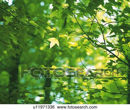 Stock Photograph -  Several Maple Leaves, With the Sun Partly Shining on Them, Side View, Differential Focus. Fotosearch