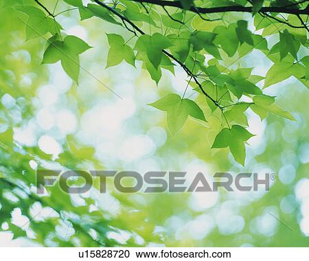 Stock Image -  Several Maple Trees, Surrounded By a Green Environment, Front View, Differential Focus. Fotosearch