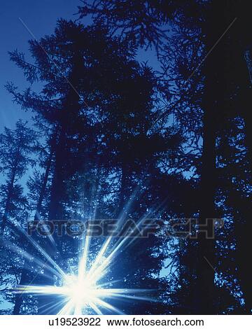 Stock Image - Several Shadowed Trees and The Sun Shining Through Them, Lens Flare, Low Angle View. Fotosearch