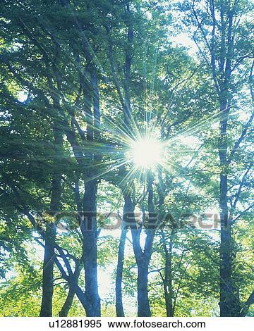 Several Trees, and the Sun Shining Through, Low Angle View, Lens Flare View Large Photo Image Stock Photography - Several Trees, and the Sun Shining Through, Low Angle View, Lens Flare. Fotosearch