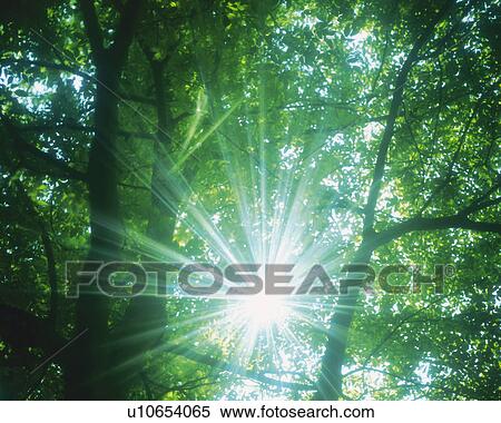 Stock Photography -  Several Trees in the Forest, and the Sun Shining Through Their Leaves, Low Angle View, Lens Flare. Fotosearch