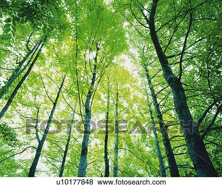 Stock Photo -  Several Trees Lined Up in the Forest, Low Angle View. Fotosearch