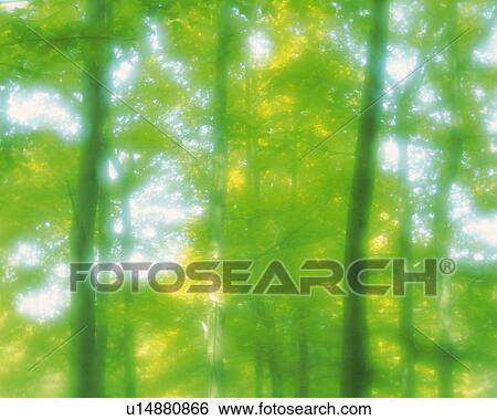 Stock Photograph -  Several Trees Lined Up In the Forest, Front View, Soft Focus, Defocused. Fotosearch