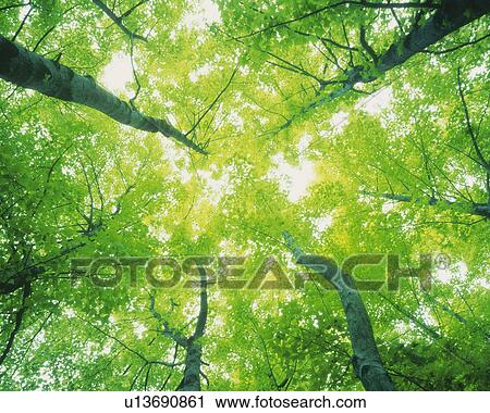 Several trees Lined Up Next to Each Other, the Sun Shining Through, Low Angle View View Large Photo Image Stock Image - Several trees Lined Up Next to Each Other, the Sun Shining Through, Low Angle View. Fotosearch