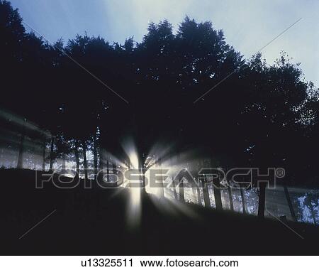 Stock Image -  Several Trees Lined Up, The Sun Shining Through Them, Leaving Them Partly Shadowed, Low Angle View, Lens Flare. Fotosearch