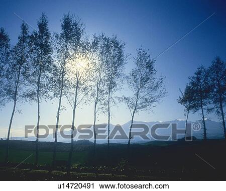 Several Trees Lined Up Under a Blue Sky and the Sun, Partly Shadowed, Low Angle View View Large Photo Image Stock Image - Several Trees Lined Up Under a Blue Sky and the Sun, Partly Shadowed, Low Angle View. Fotosearch