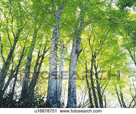 Stock Image -  Several White Birches Standing in Line, Low Angle View. Fotosearch