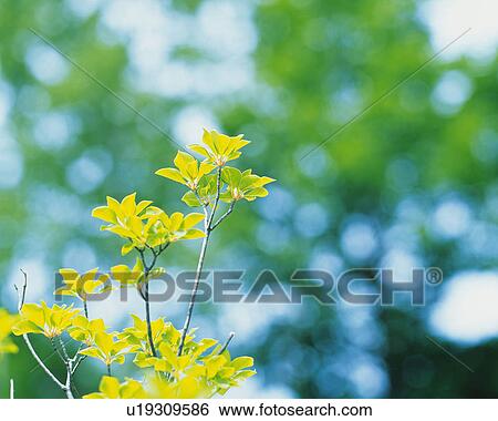 Stock Photograph -  Several Yellow-colored Leaves, Surrounded By a Green Environment, Low Angle View, Differential Focus. Fotosearch