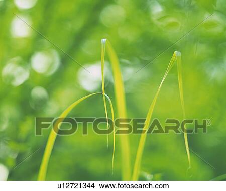 Picture -  Three Blades of Halm, Front View, Defocused. Fotosearch
