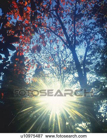 Tree With Red-colored Leaves and the Sun Shining Through, Low Angle View, Lens Flare View Large Photo Image Stock Photo - Tree With Red-colored Leaves and the Sun Shining Through, Low Angle View, Lens Flare. Fotosearch