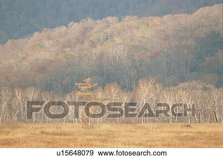 Autumn Forest And Grassland View Large Photo Image Stock Photo - Autumn Forest And Grassland. Fotosearch