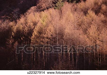 Picture - Autumn Forest In Sunlight. Fotosearch