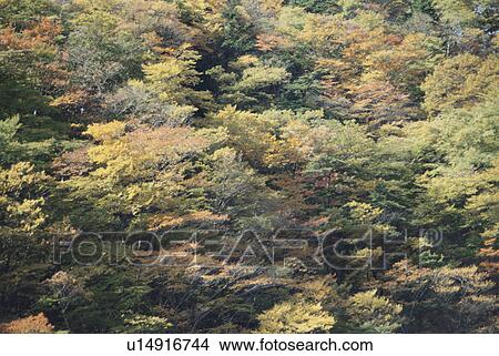 Picture - Autumn Forest. Fotosearch
