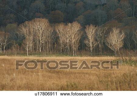 Bare Trees In Grassland View Large Photo Image Stock Image - Bare Trees In Grassland. Fotosearch