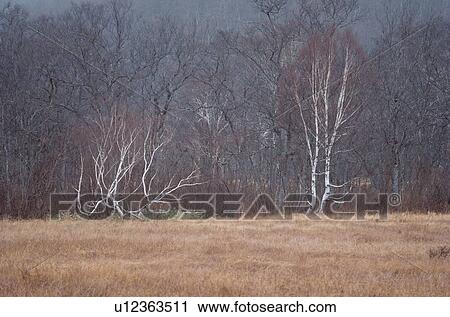 Bare Trees Near Grassland View Large Photo Image Stock Image - Bare Trees Near Grassland. Fotosearch