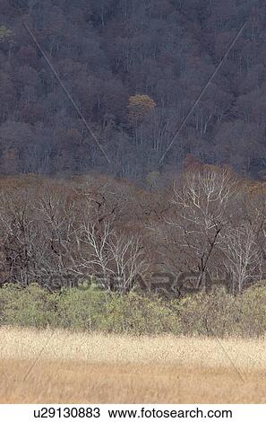 Bare Trees Of Forest View Large Photo Image Stock Image - Bare Trees Of Forest. Fotosearch