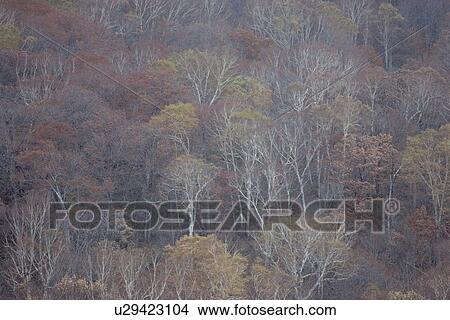 Picture - Birches In Autumn. Fotosearch