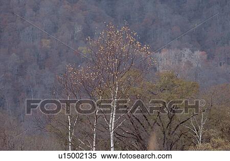 Stock Photography - Birches Near Forest. Fotosearch