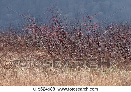 Stock Photo - Bushes Near Grassland. Fotosearch