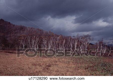 Clouds Above Trees View Large Photo Image Stock Image - Clouds Above Trees. Fotosearch