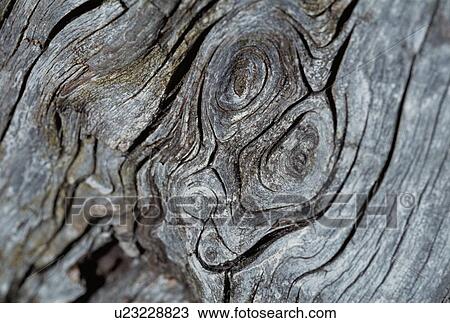 Dried Tree Trunk With Cracks View Large Photo Image Stock Image - Dried Tree Trunk With Cracks. Fotosearch