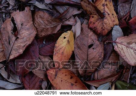 Dry Autumn Leaves View Large Photo Image Stock Image - Dry Autumn Leaves. Fotosearch