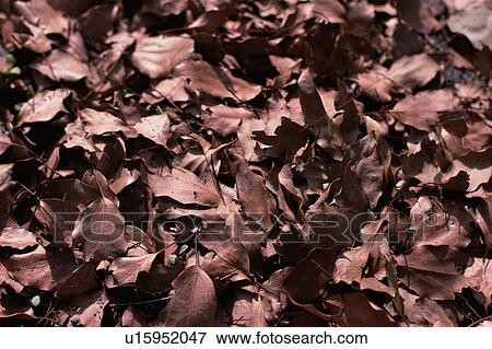 Stock Photo - Dry Fallen Leaves. Fotosearch