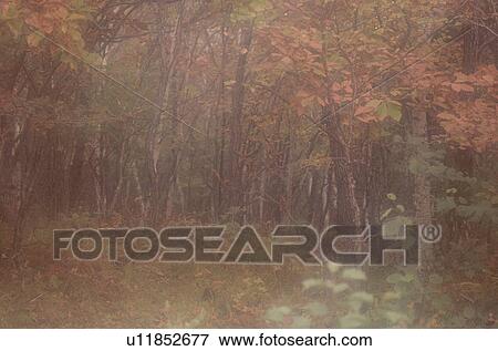 Forest In Autumn View Large Photo Image Stock Photo - Forest In Autumn. Fotosearch