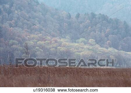 Stock Photo - Forest Near Grassland. Fotosearch