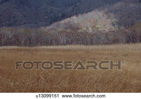 Grassland Near Forest View Large Photo Image Stock Image - Grassland Near Forest. Fotosearch