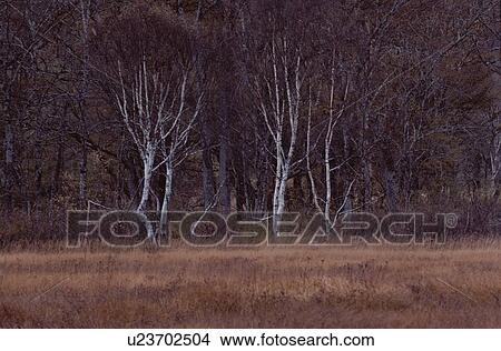 Grassland Near Trees View Large Photo Image Picture - Grassland Near Trees. Fotosearch