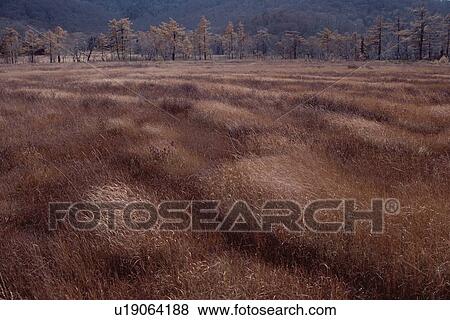 Grassland Near Trees View Large Photo Image Stock Photo - Grassland Near Trees. Fotosearch