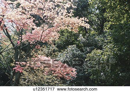 Stock Photo - Maple Changing Color. Fotosearch