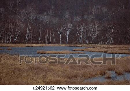 Stock Image - Pond Near Forest. Fotosearch
