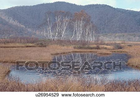 Pond Near Forest View Large Photo Image Stock Photo - Pond Near Forest. Fotosearch