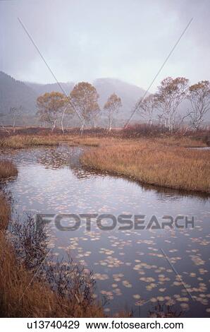 Stock Photo - Pond Near Trees. Fotosearch