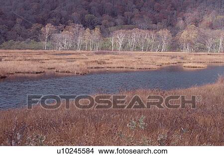 Swamp Near Forest View Large Photo Image Picture - Swamp Near Forest. Fotosearch