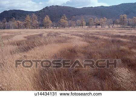 Stock Image - Trees In Grassland. Fotosearch