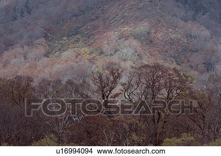 Trees In Hills View Large Photo Image Picture - Trees In Hills. Fotosearch