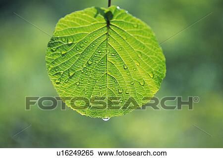 Circular formed Leaf with Trickle, Close Up View Large Photo Image Stock Photography - Circular formed Leaf with Trickle, Close Up. Fotosearch