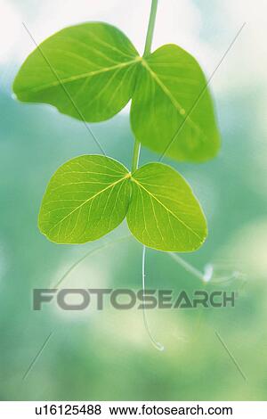 Stock Photo - Cotyledon, Close Up. Fotosearch