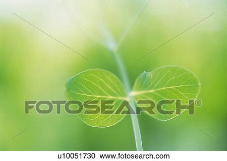 Stock Image - Sprout, Close Up. Fotosearch