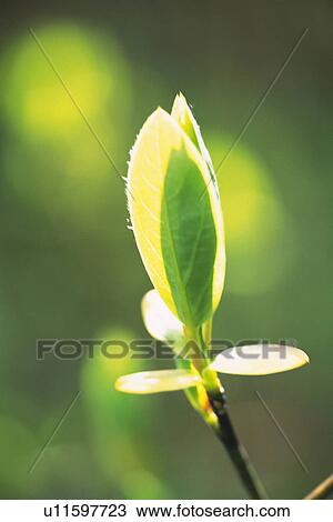 Stock Image - Sprout. Fotosearch