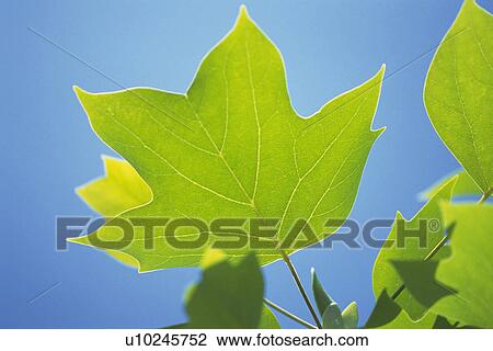 Stock Image - Tender Green and Blue Sky, Low Angle View. Fotosearch