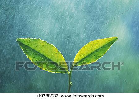 Stock Image - Tender Green and Rain, Close Up. Fotosearch
